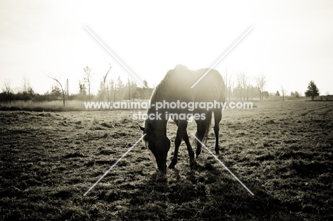 Thoroughbred grazing in early morning sun