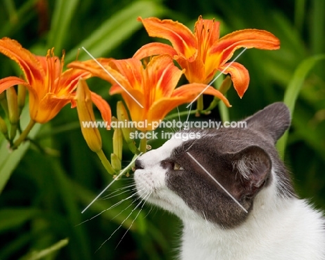 cat smelling flowers