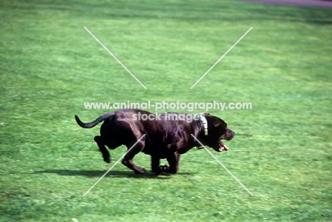 mascot of the staffordshire regiment 