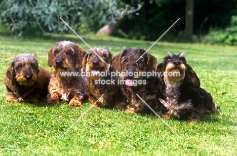 five champion miniature wire haired dachshunds 