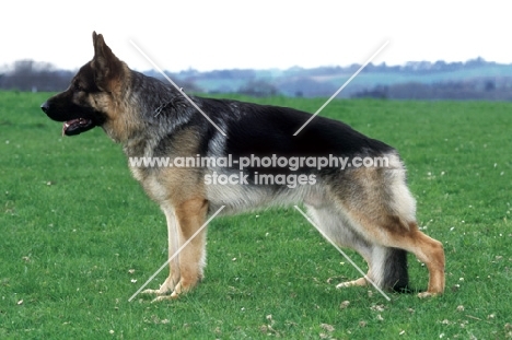 German Shepherd Dog side view