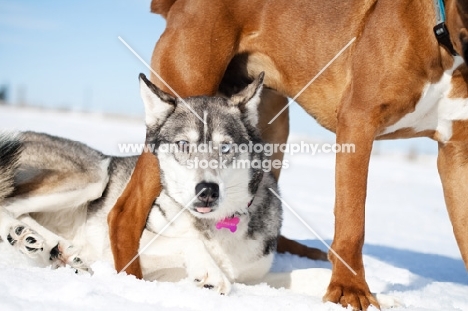 Boxer standing over Husky