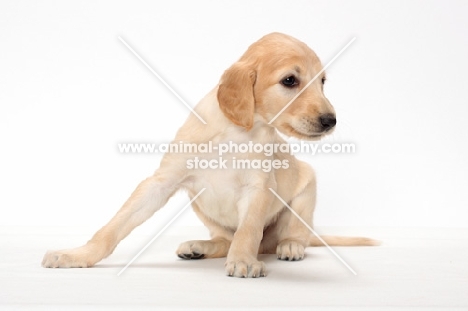 Saluki puppy sitting on white background
