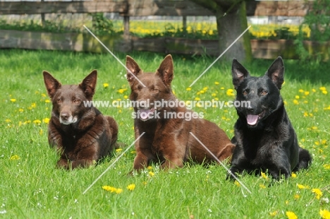 two brown and a black Australian Kelpie 