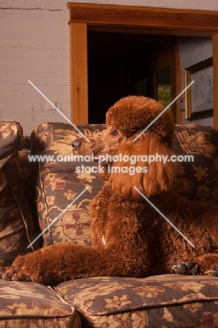 red standard Poodle on sofa