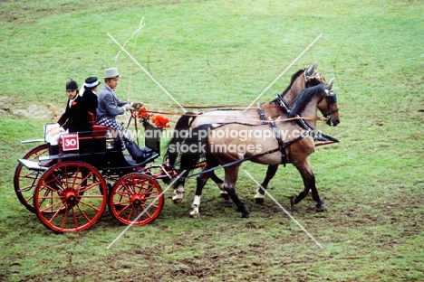 dogcart at zug driving competition