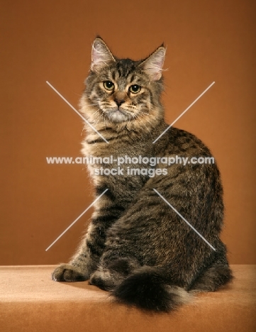 longhaired Pixie Bob cat sitting down, back view