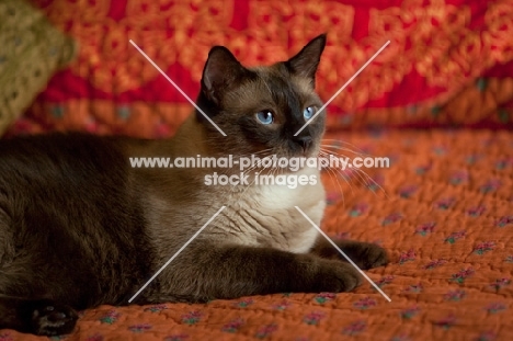 chocolate point siamese cat lying on red bedding