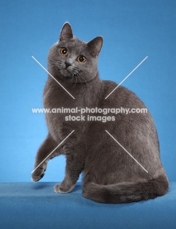 Chartreux sitting down