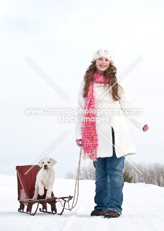 girl with Labrador puppy on sledge