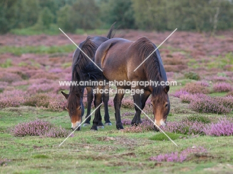 two Exmoor Ponies grazing in field