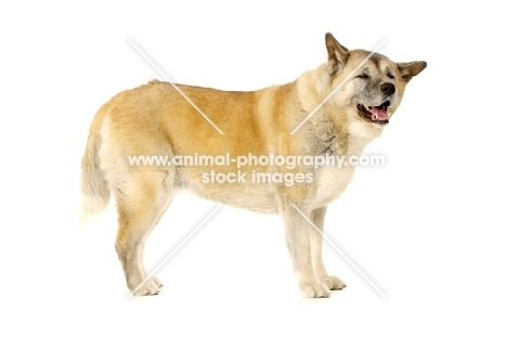Large Akita dog stood isolated on a white background