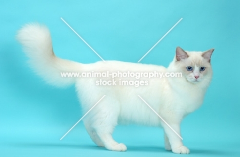 Lilac Point Bi-Colour Ragdoll cat standing on blue background
