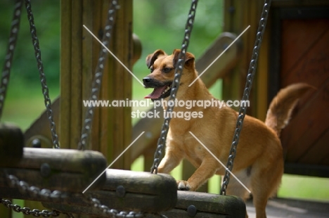 small mongrel dog playing in a children playground