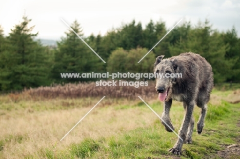 Deerhound running