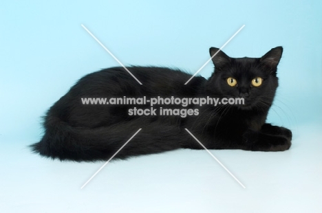 black tiffanie cat, lying down
