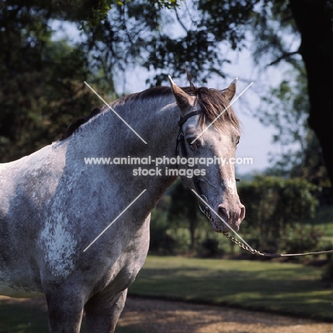 Appaloosa head and shoulders