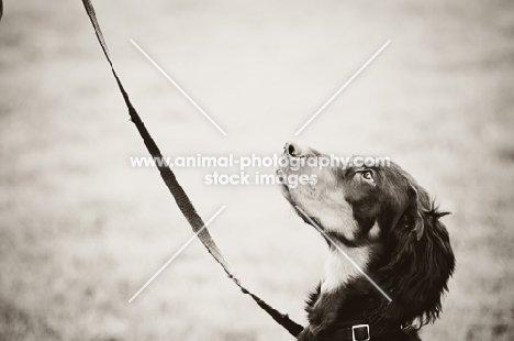young Gordon Setter in profile