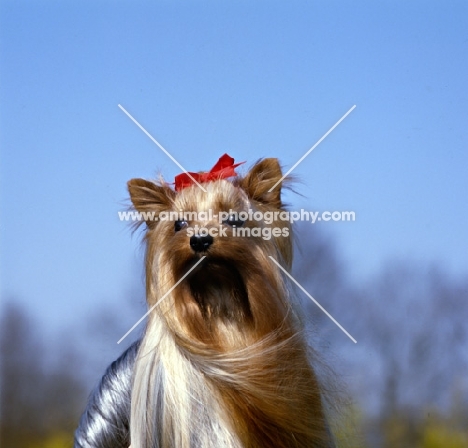 ch yadnum regal fare, head study of  yorkshire terrier in wind