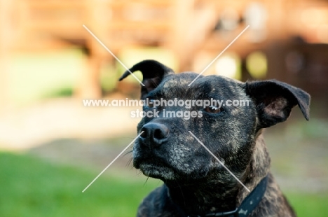 Staffie