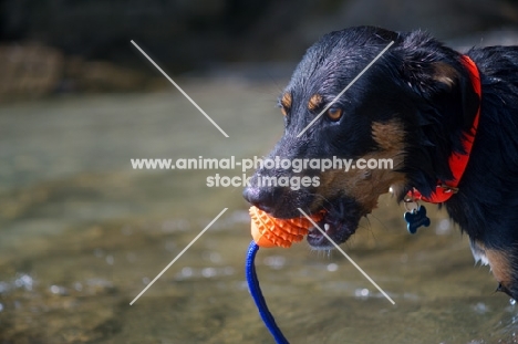 Close-up of a dobermann-cross holding a toy after retrieving it