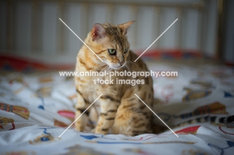 golden Bengal cat sitting on a bed