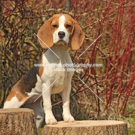 Beagle standing up on tree stump and looking at camera