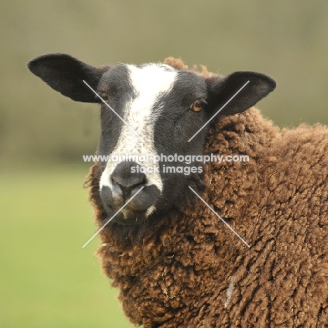 Zwartbles portrait