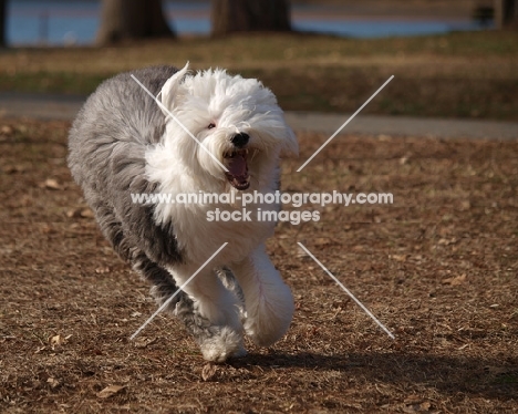 Old English Sheepdog running