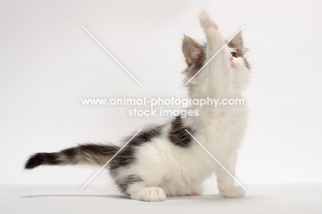 Brown Tabby & White Norwegian Forest kitten, one leg up