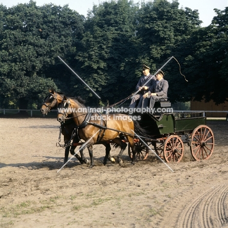two Hanoverians in harness being driven at Celle