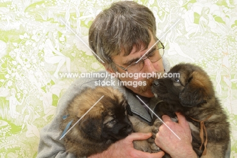 Honey with Black Mask, 6 week old Leonberger puppies