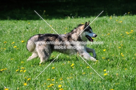 Alaskan Malamute running, side view