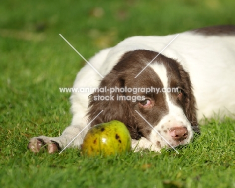 English Springer Spaniel puppy looking at apple