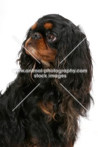 Australian Champion King Charles Spaniel