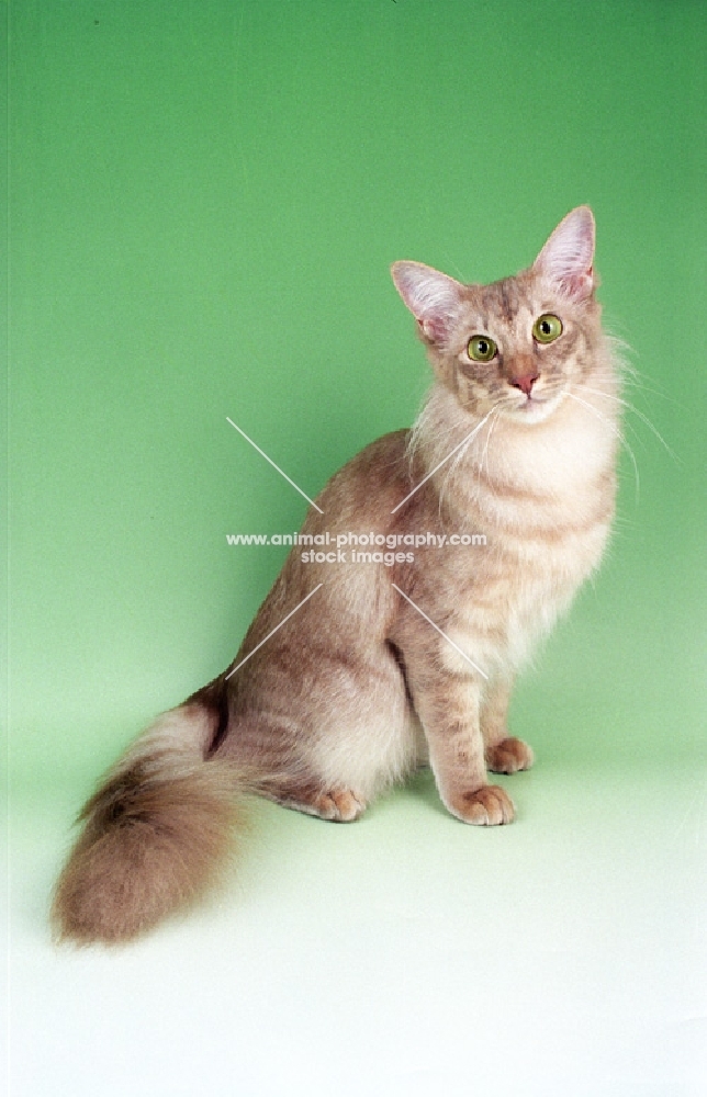 caramel shaded Oriental Longhair, sitting. (aka Javanese or Angora)