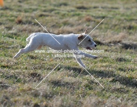 white Jack Russell Terrier running