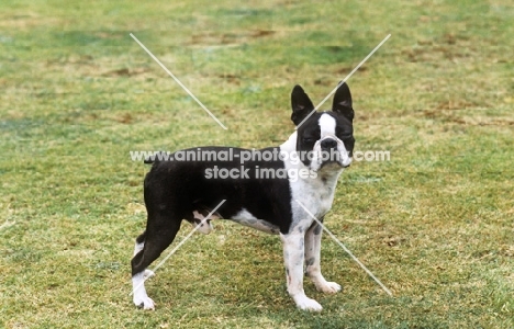 boston terrier standing on grass