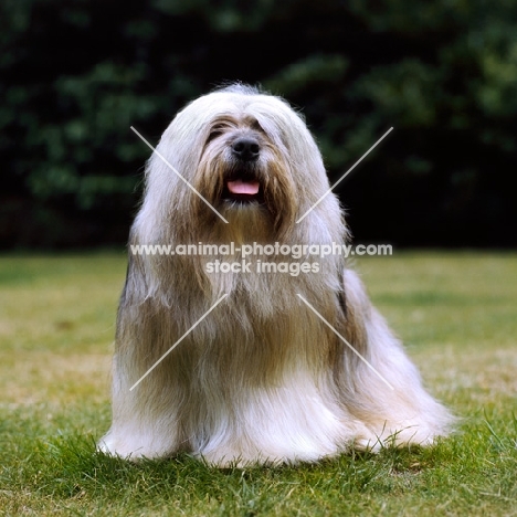 lhasa apso