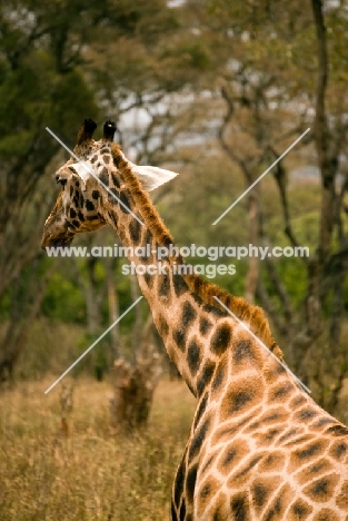 Back view of Rothschild Giraffe at Giraffe Centre sanctuary in Nairobi, Kenya