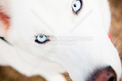 white Siberian Husky close up