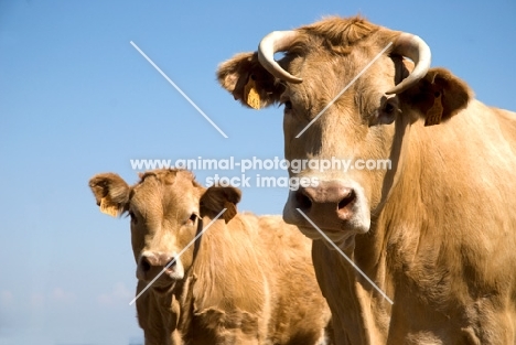 cow with calf