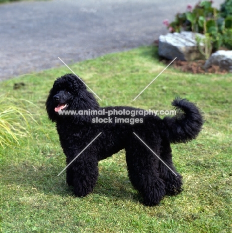 undocked black miniature poodle in pet clip