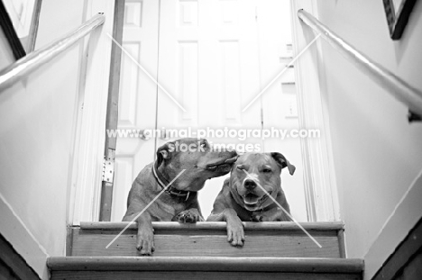 staffordshire terrier mix littermate brothers interacting at top of stairs