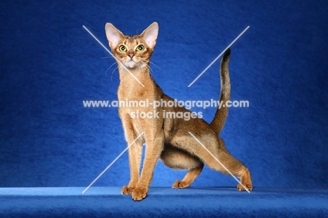 Ruddy Abyssinian female standing to left looking at camera against blue background.