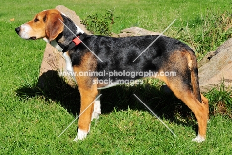 young Hamiltonstovare (aka Hamilton Hound) side view