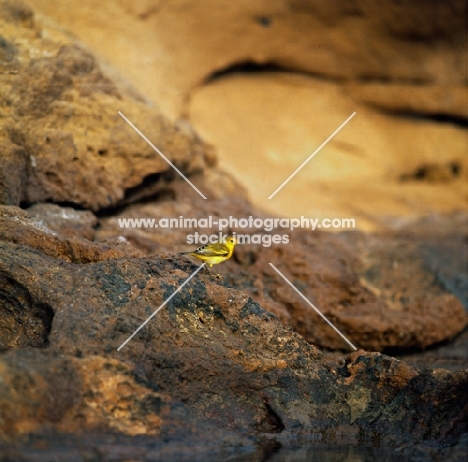 yellow warbler on lava, santa cruz island, galapagos islands