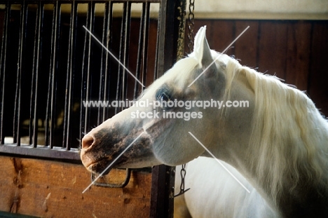 german arab stallion, saher looking out of a stable at marbach