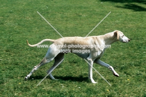 kamet rashid, sloughi cantering across grass