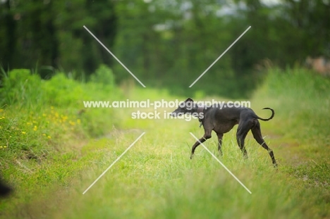 black italian greyhound walking in the grass